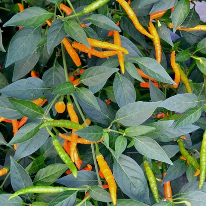 Picture of Orange Tyger Chilli Pepper